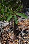 Euphorbia perrieri Tsingy de Namoroka GPS249 Mad 2015_1289.jpg